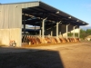 Cattle Shed